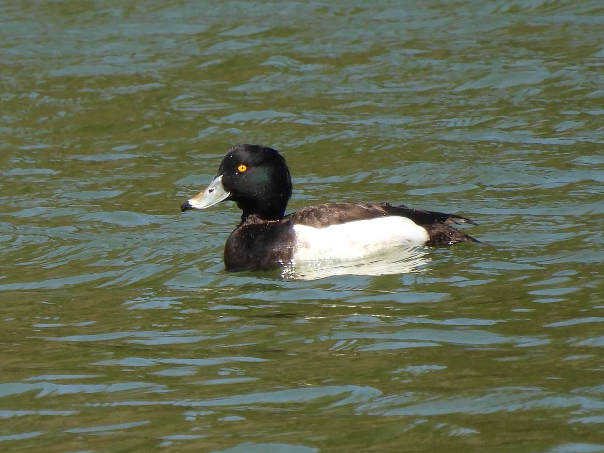 Photo of Tufted Duck at 愛知県森林公園 by よつくん