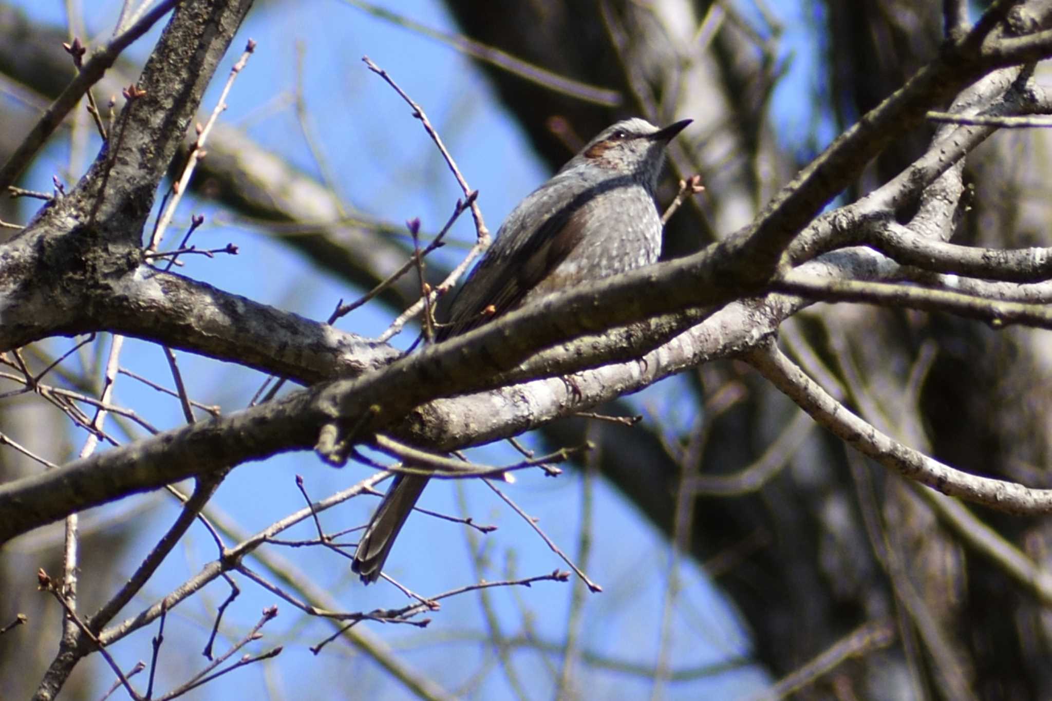 Brown-eared Bulbul