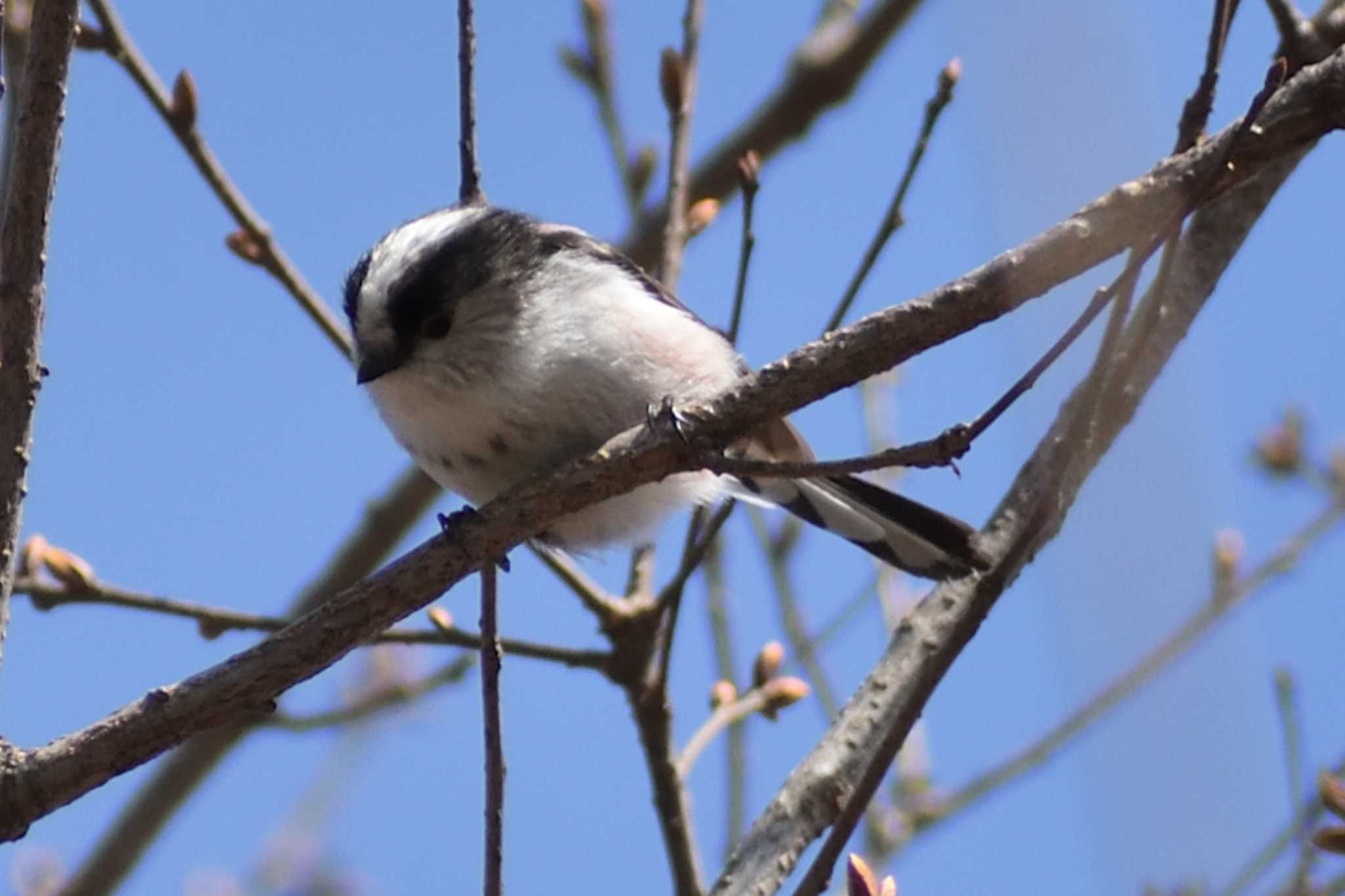 Photo of Long-tailed Tit at 愛知県森林公園 by よつくん