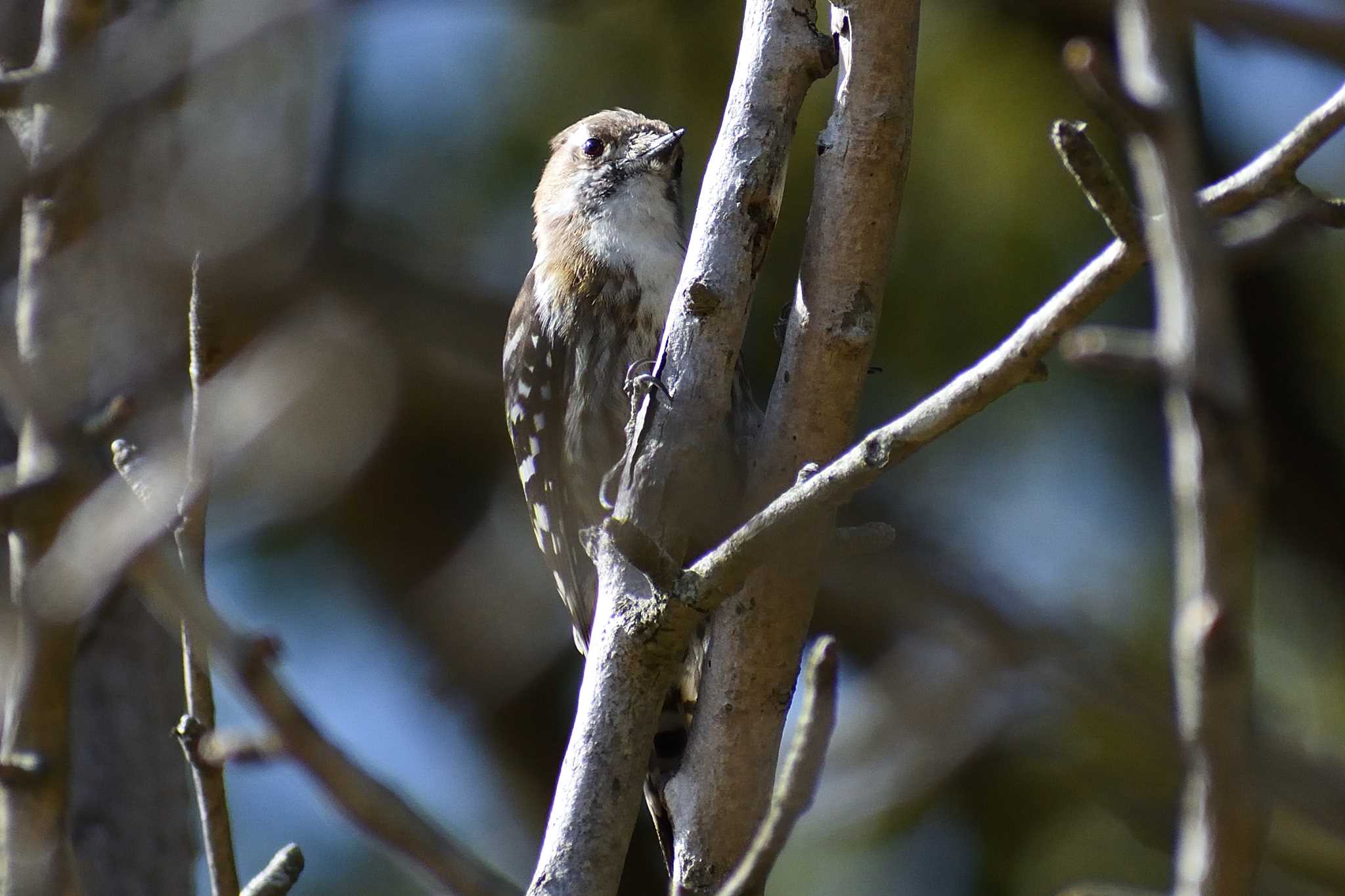 Photo of Japanese Pygmy Woodpecker at 愛知県森林公園 by よつくん