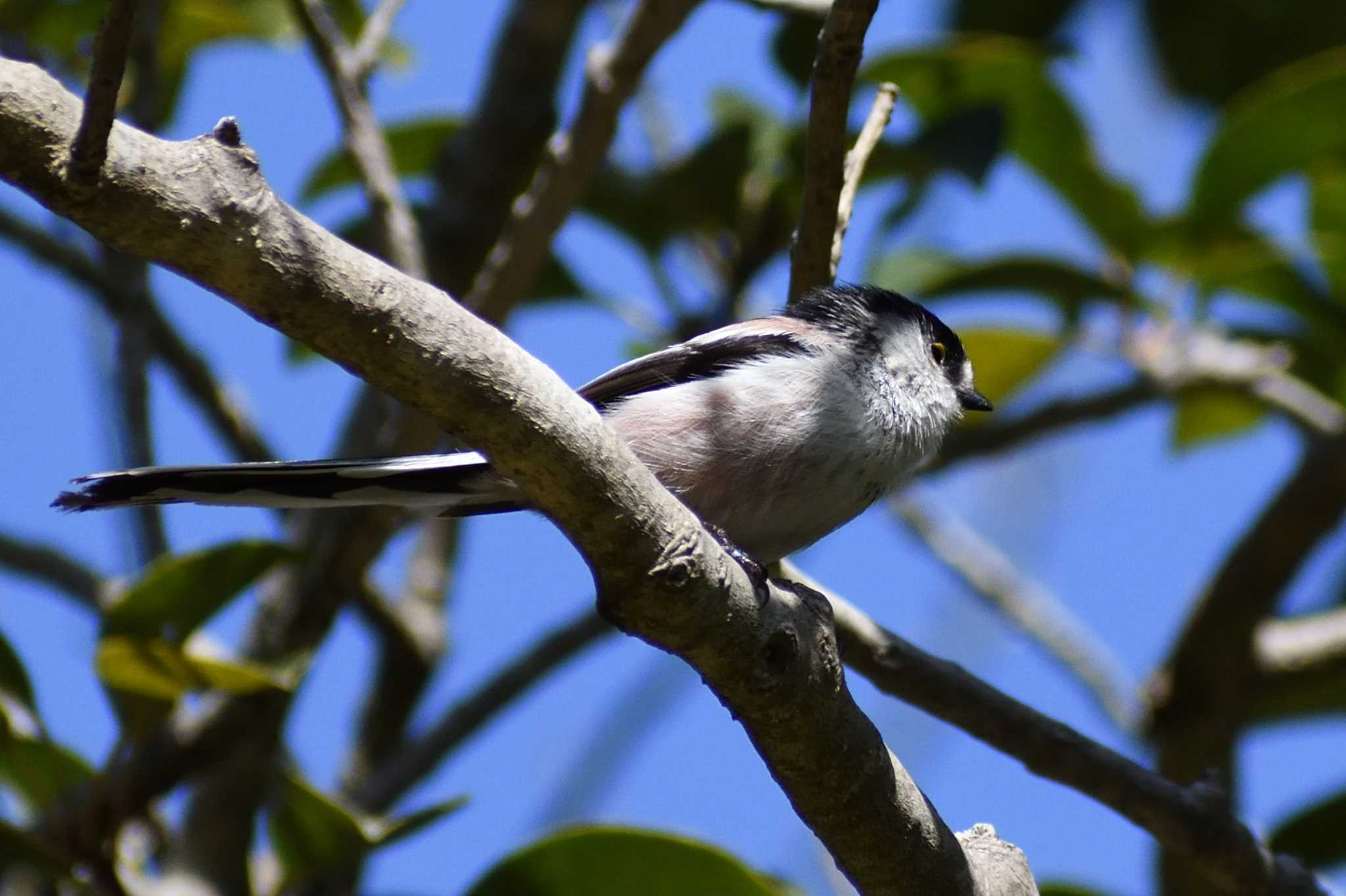 Photo of Long-tailed Tit at 愛知県森林公園 by よつくん