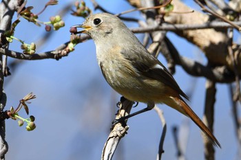 2021年3月14日(日) 座間谷戸山公園の野鳥観察記録