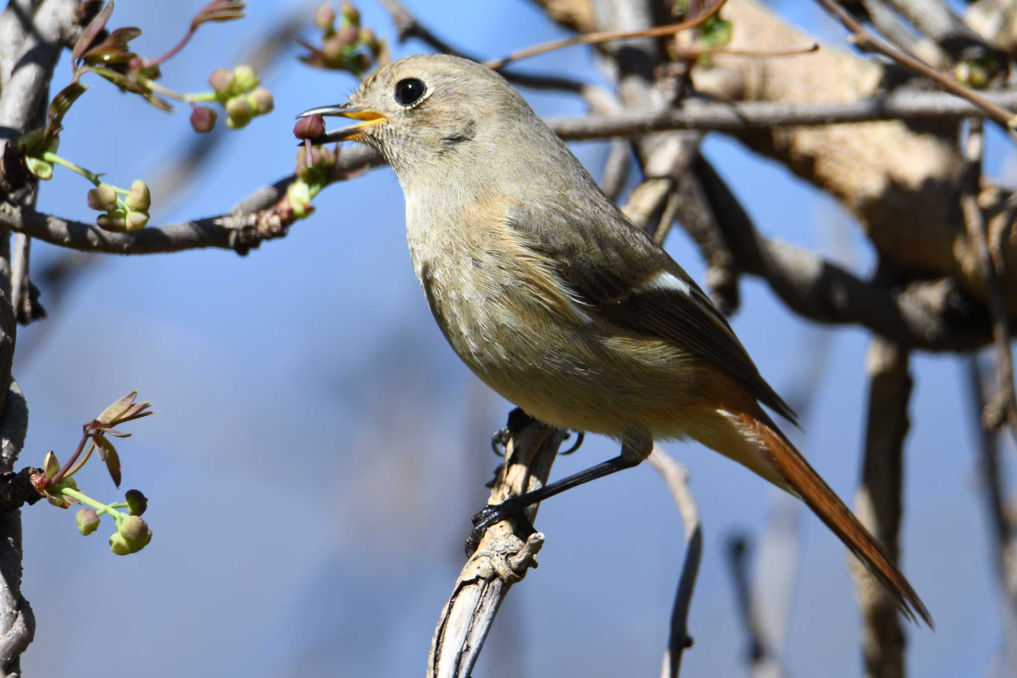 クリッとした目がかわいいジョウビタキちゃん