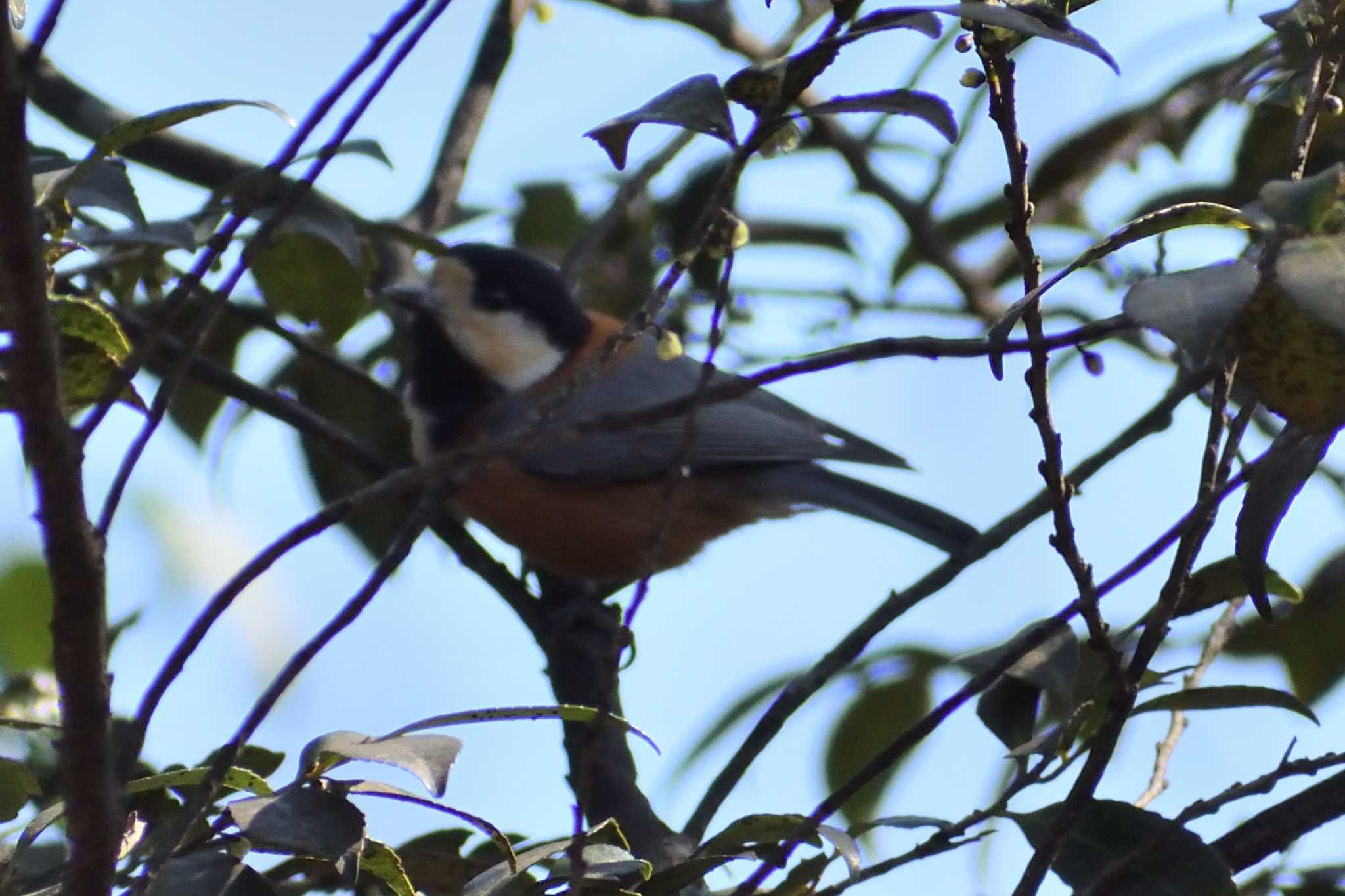 Photo of Varied Tit at 愛知県森林公園 by よつくん