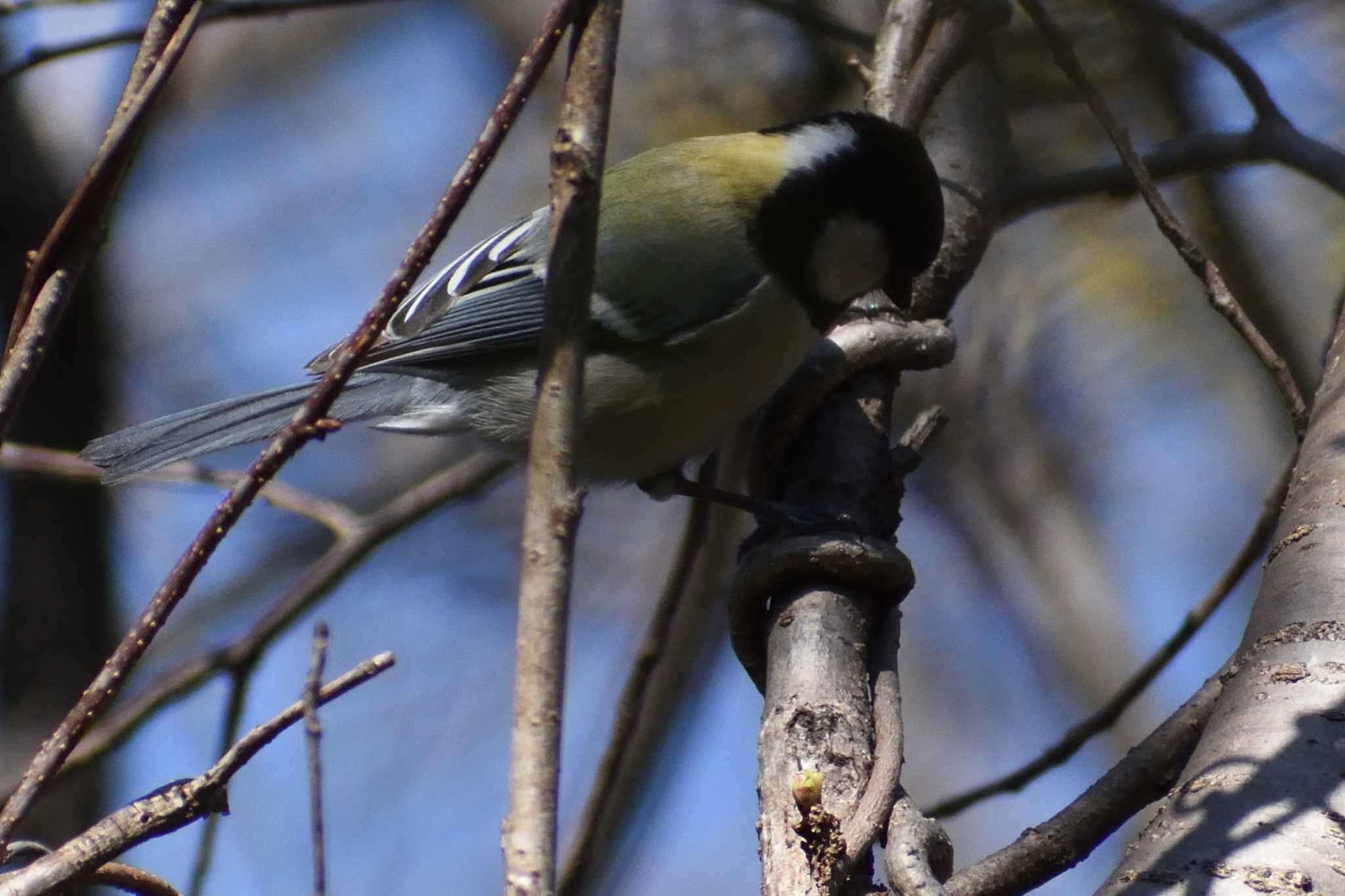 Japanese Tit