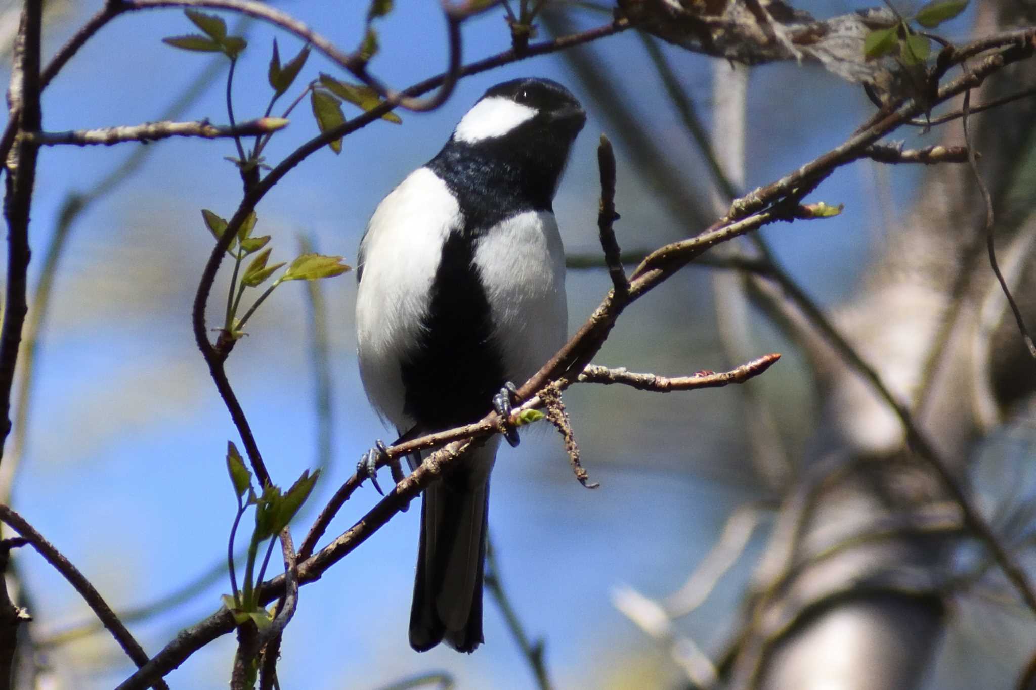 Japanese Tit