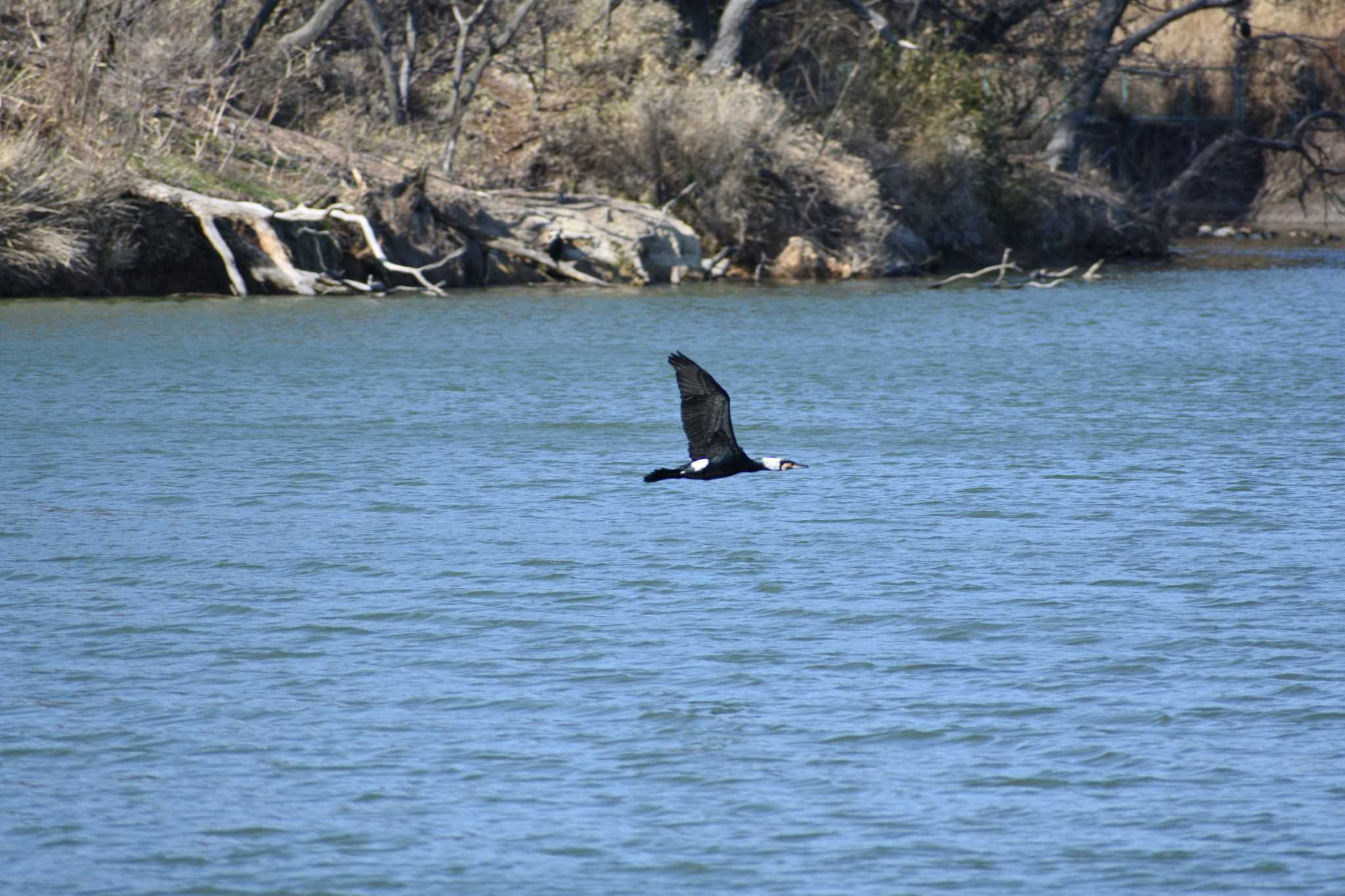 Photo of Great Cormorant at 愛知県森林公園 by よつくん