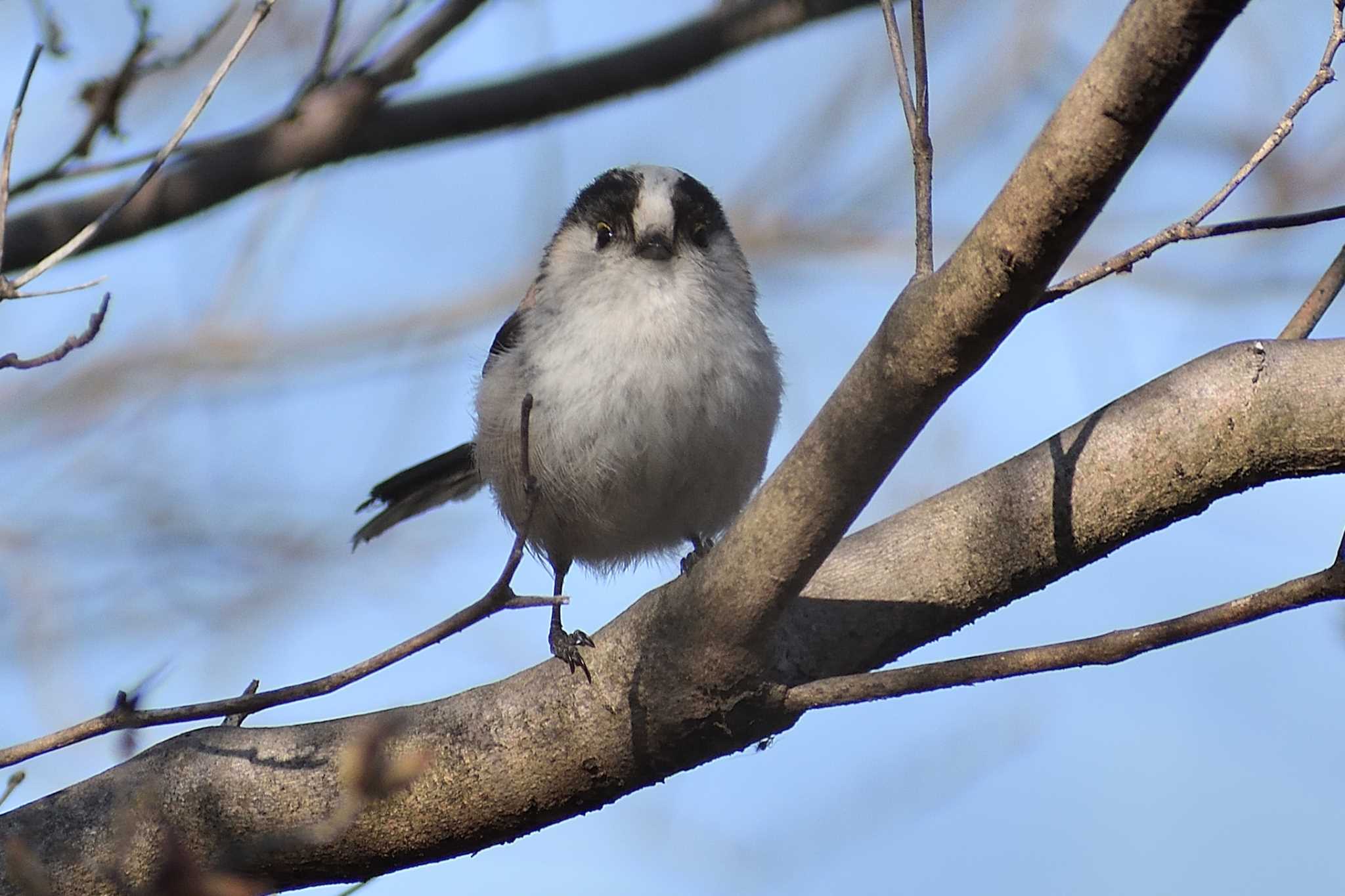 Photo of Long-tailed Tit at 愛知県森林公園 by よつくん