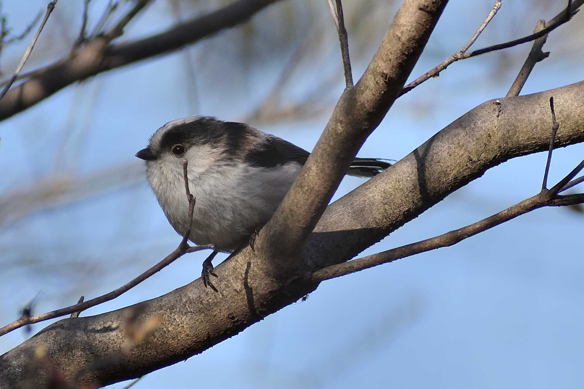 愛知県森林公園 エナガの写真