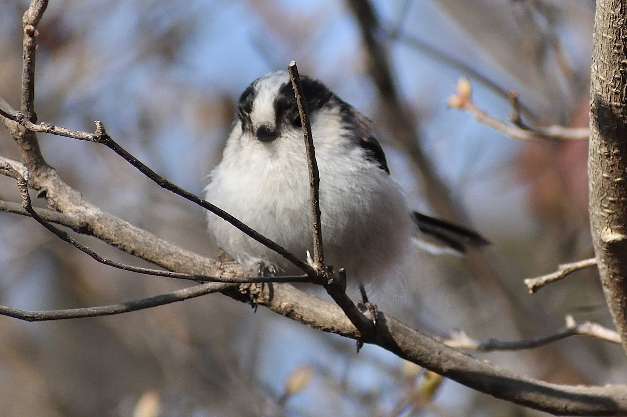 愛知県森林公園 エナガの写真