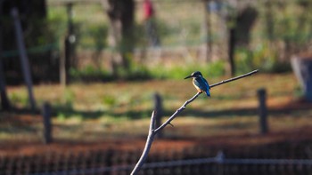 Common Kingfisher 小山運動公園 Sun, 3/14/2021