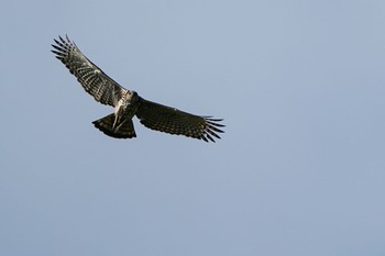 Crested Honey Buzzard Singapore Botanic Gardens Sun, 3/14/2021