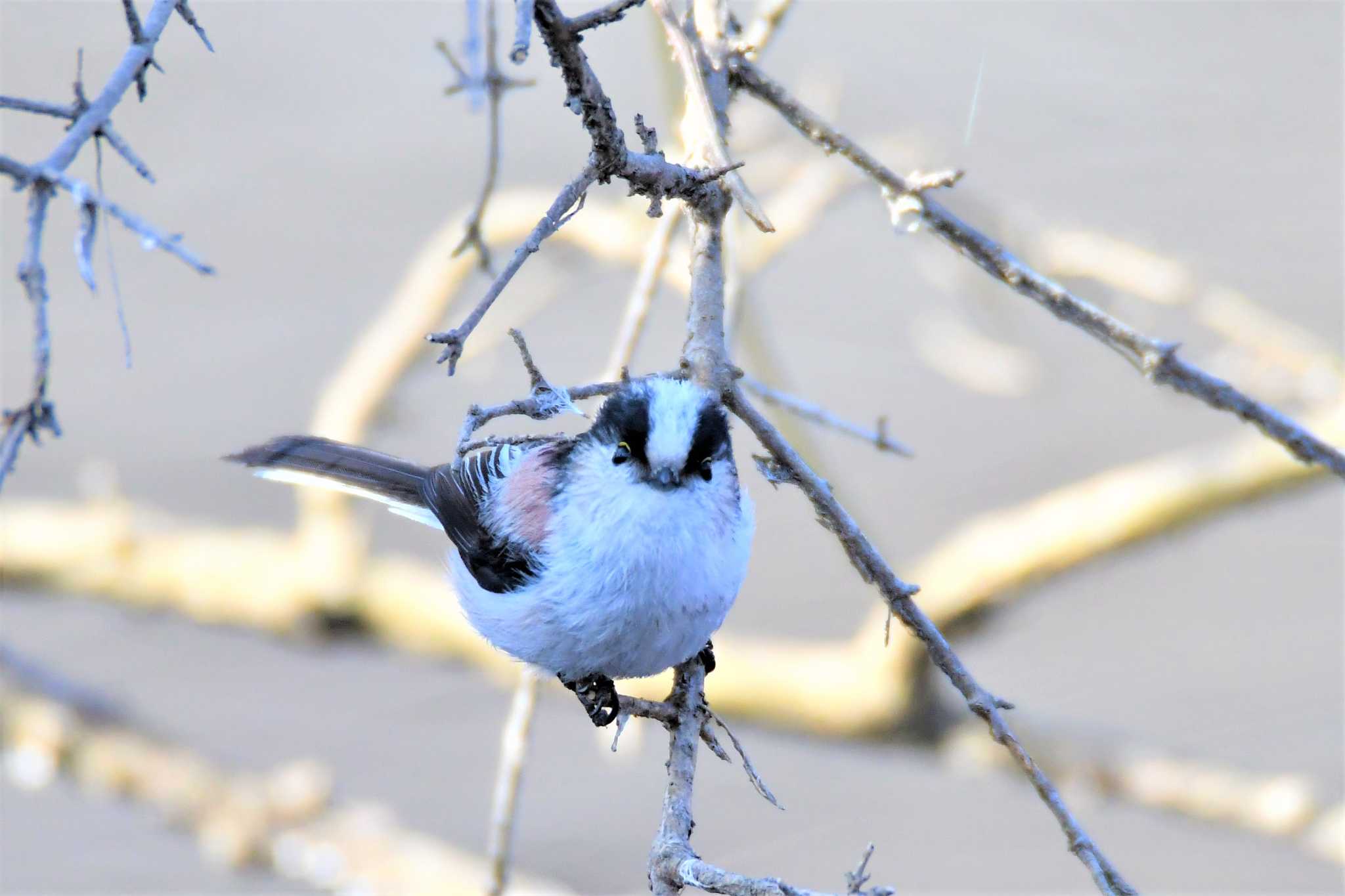 井頭公園 エナガの写真