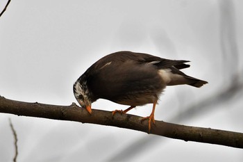 White-cheeked Starling 佐野市 Thu, 3/4/2021