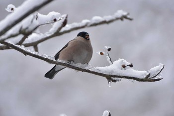 ウソ 檜原都民の森 2016年3月12日(土)