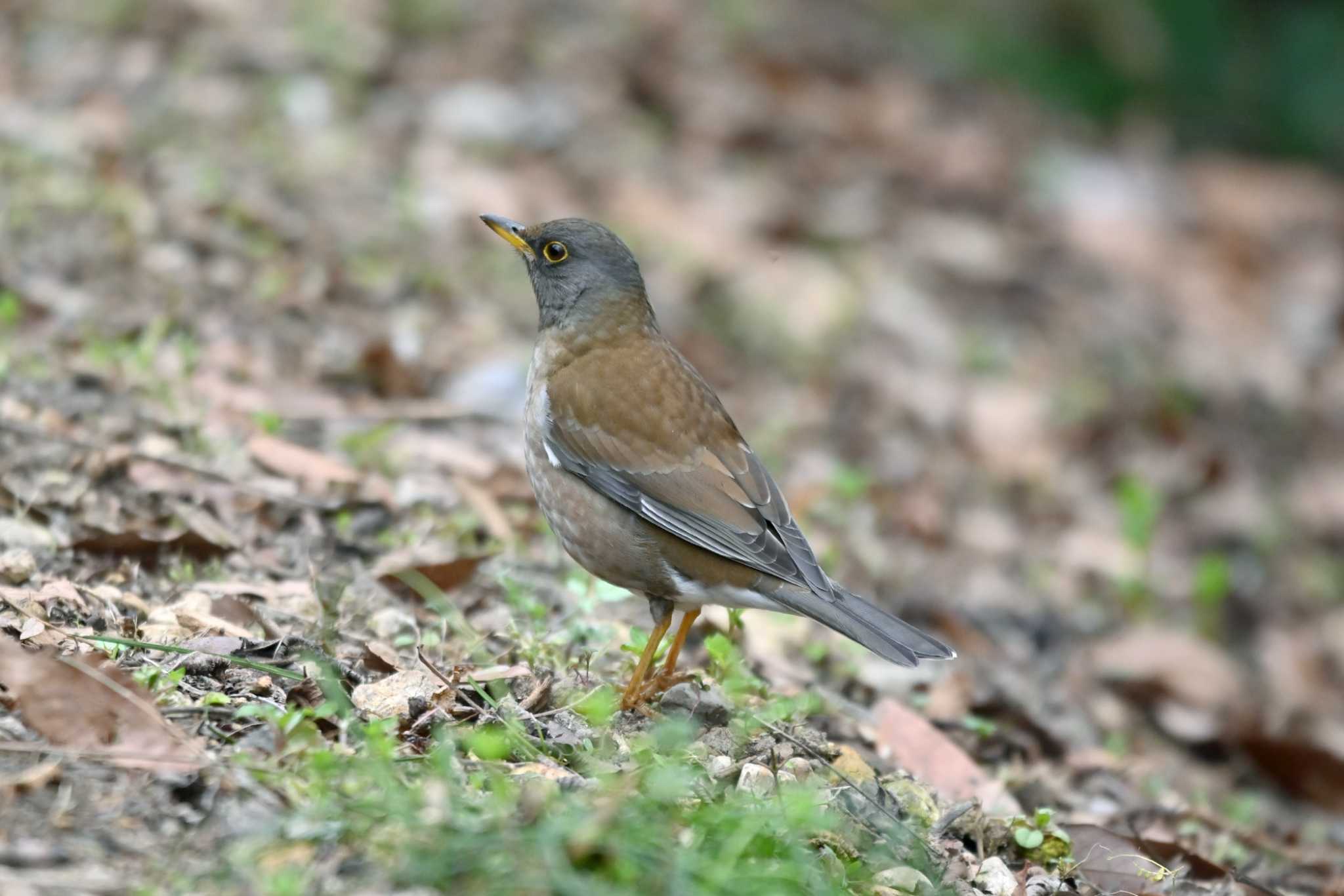 Photo of Pale Thrush at 加木屋緑地 by ポッちゃんのパパ