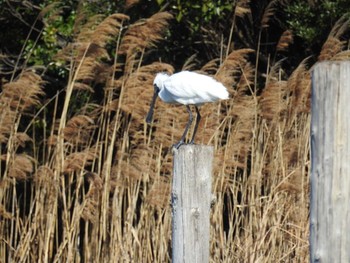 Sun, 3/14/2021 Birding report at Kasai Rinkai Park