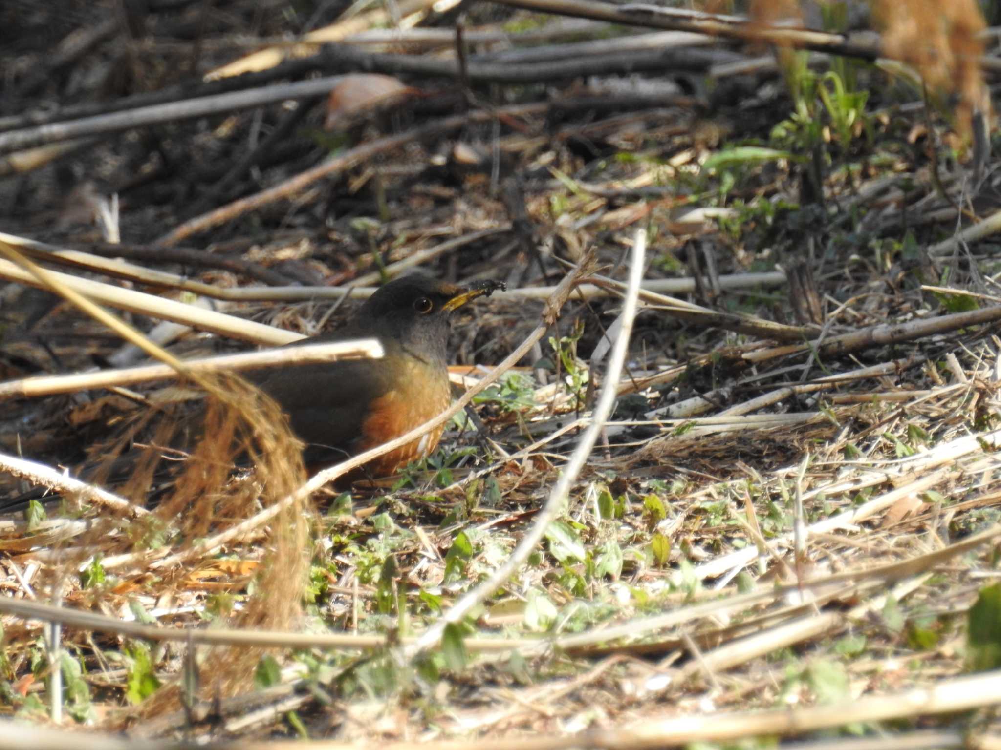 Photo of Brown-headed Thrush at Kasai Rinkai Park by Kozakuraband