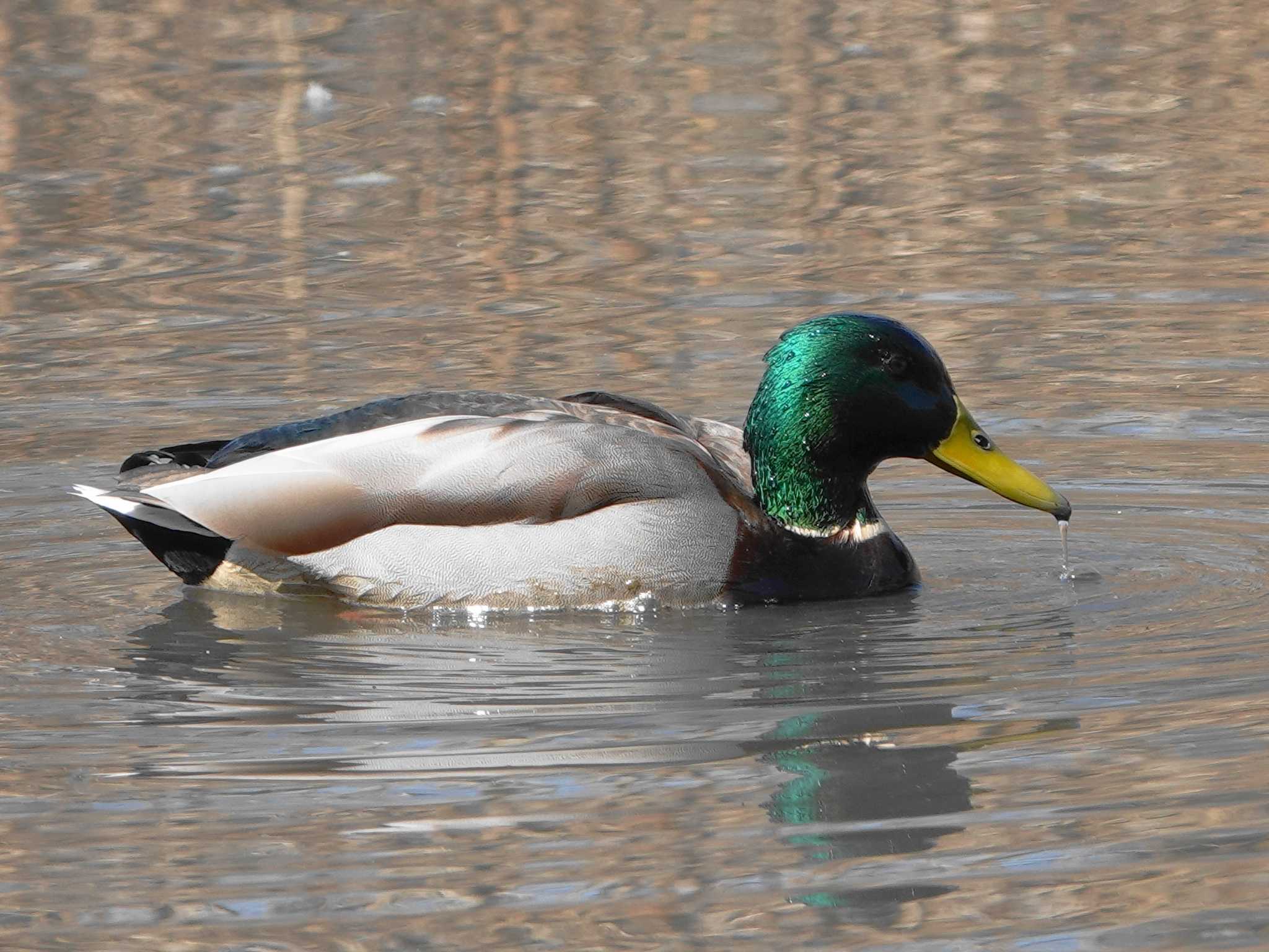 Mallard