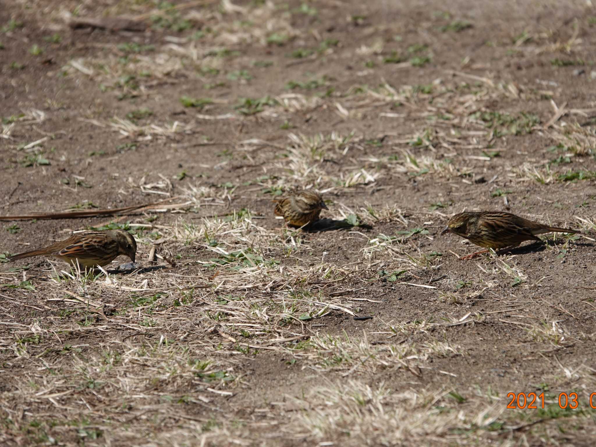 Masked Bunting