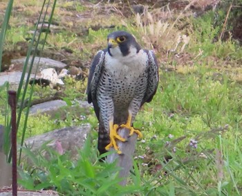 Peregrine Falcon Manko Waterbird & Wetland Center  Sun, 3/14/2021