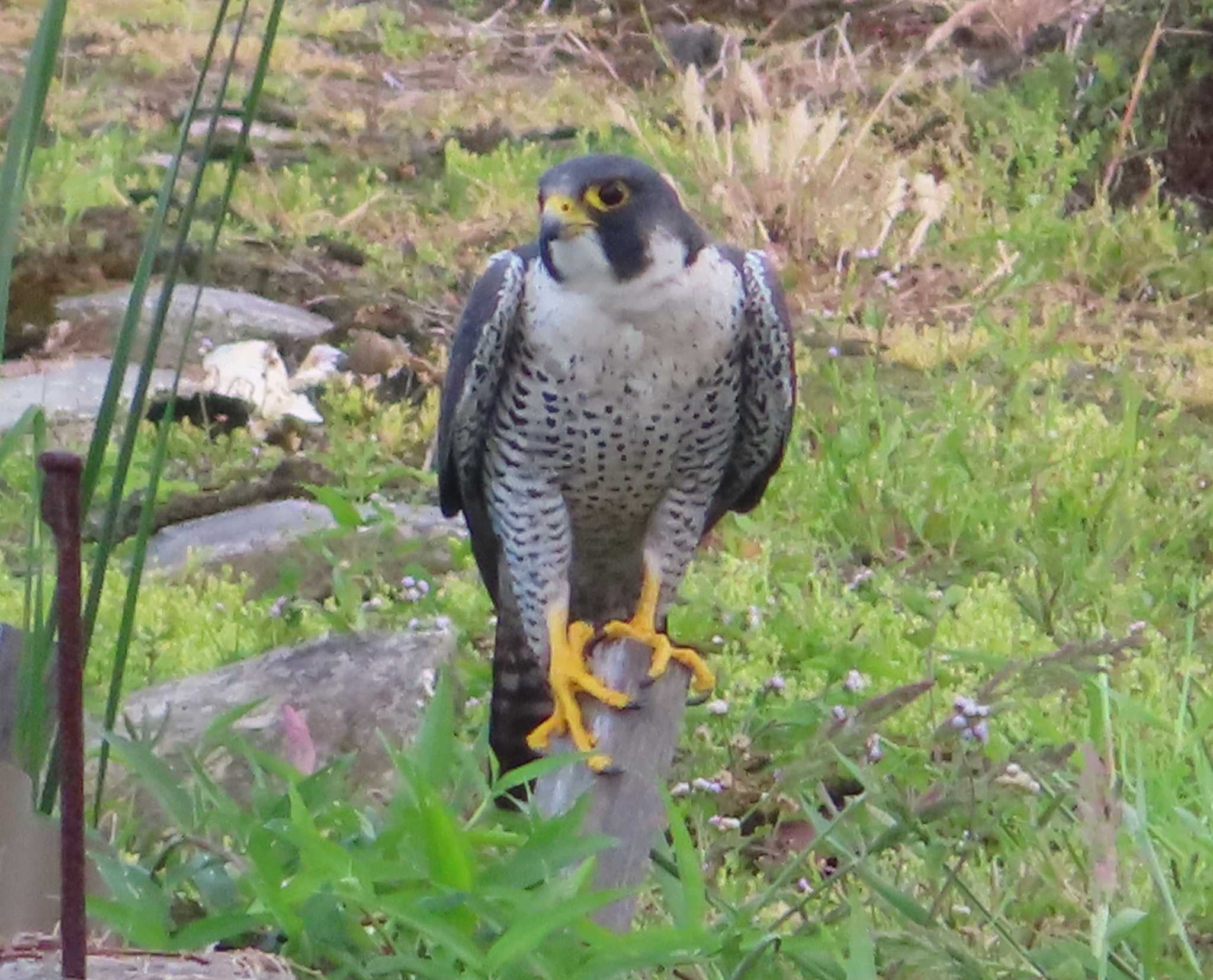 Photo of Peregrine Falcon at Manko Waterbird & Wetland Center  by ゆ