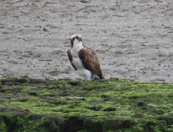 Osprey Manko Waterbird & Wetland Center  Sun, 3/14/2021