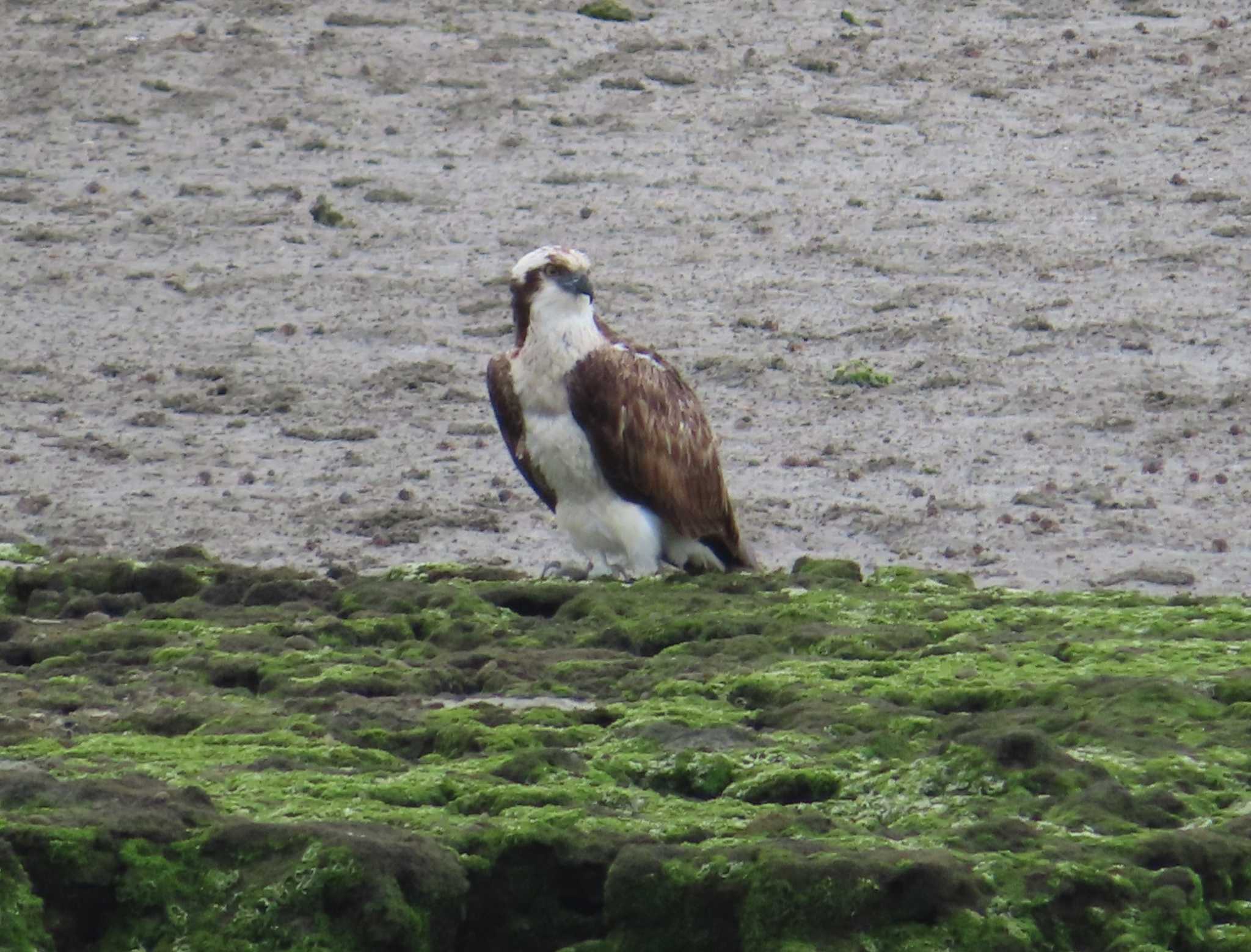 Osprey