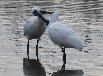 クロツラヘラサギ 漫湖水鳥・湿地センター 2021年3月14日(日)