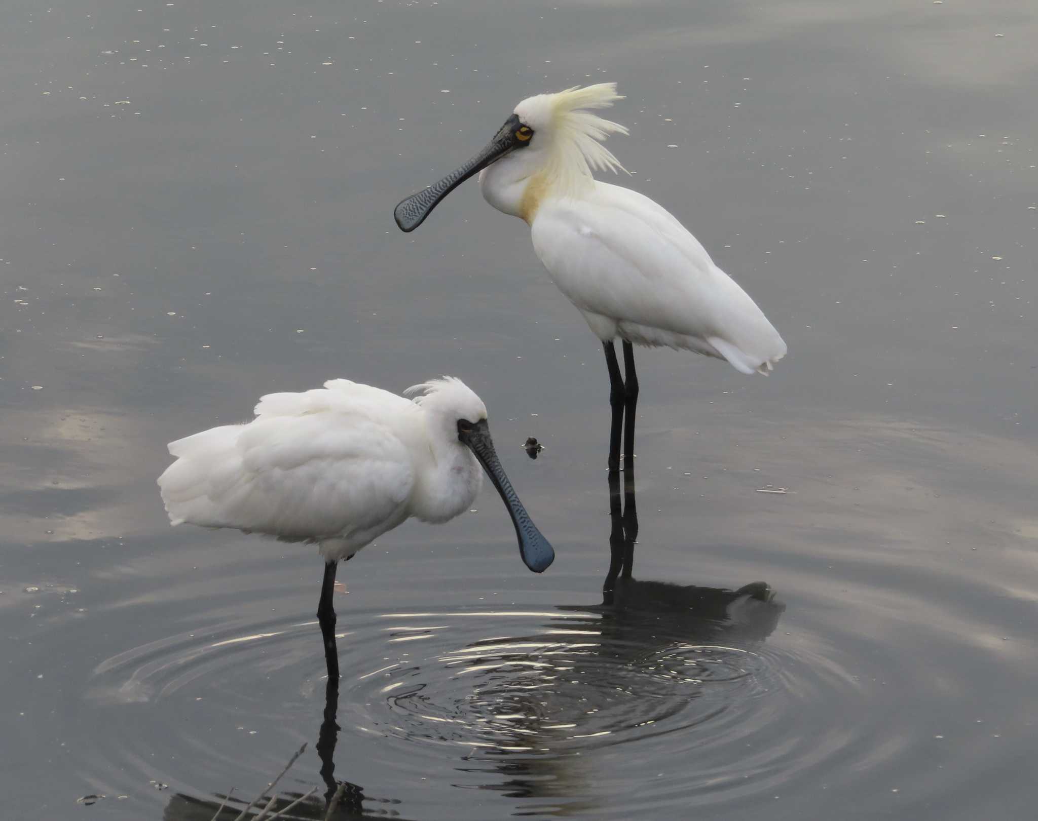 Photo of Black-faced Spoonbill at Manko Waterbird & Wetland Center  by ゆ