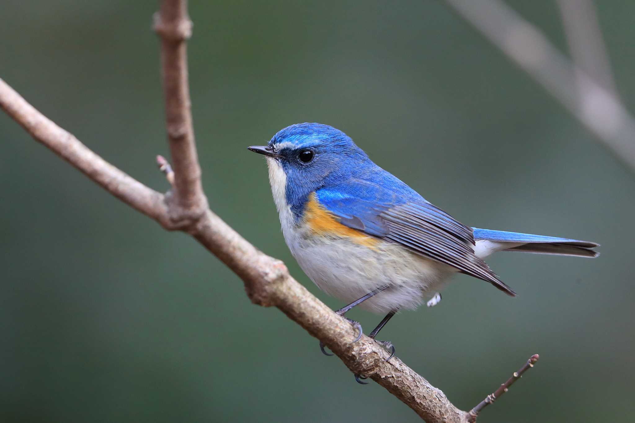 red flanked bluetail song