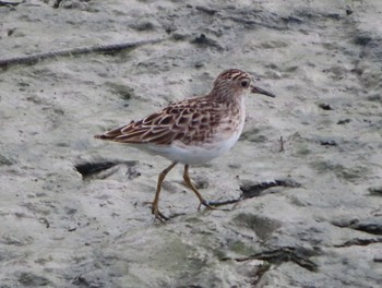 Long-toed Stint Manko Waterbird & Wetland Center  Sun, 3/14/2021