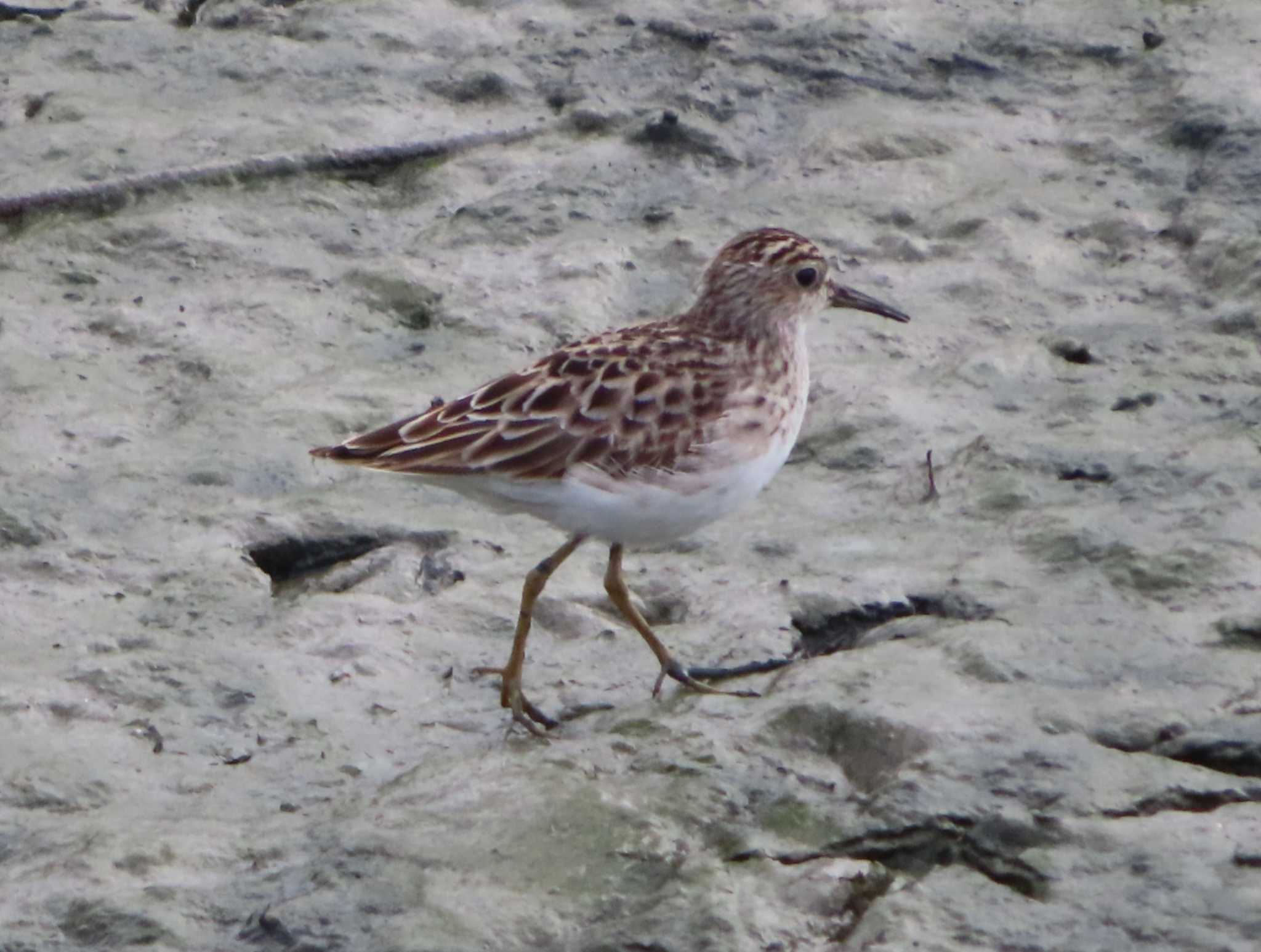 Photo of Long-toed Stint at Manko Waterbird & Wetland Center  by ゆ