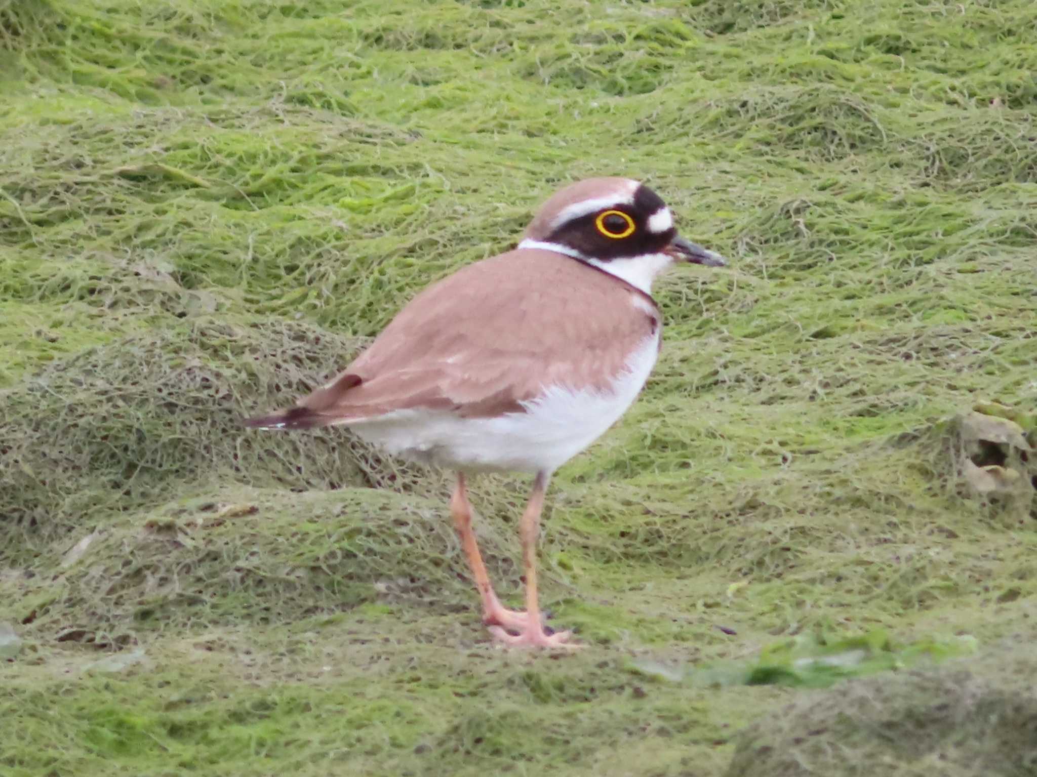 Photo of Little Ringed Plover at Manko Waterbird & Wetland Center  by ゆ