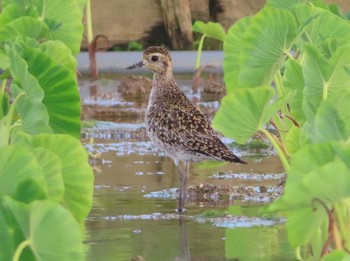 Pacific Golden Plover Manko Waterbird & Wetland Center  Sun, 3/14/2021