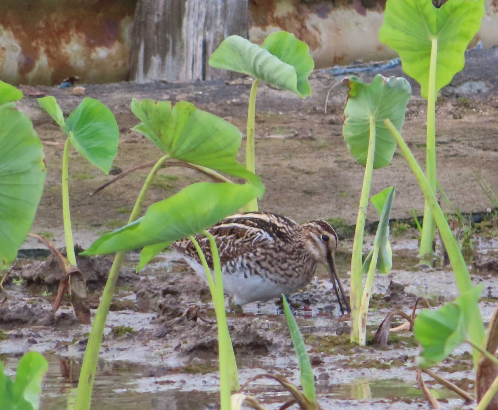 漫湖水鳥・湿地センター タシギの写真