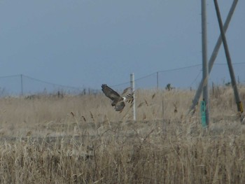 Sun, 3/14/2021 Birding report at 勇払原野