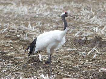 Red-crowned Crane 勇払原野 Sun, 3/14/2021