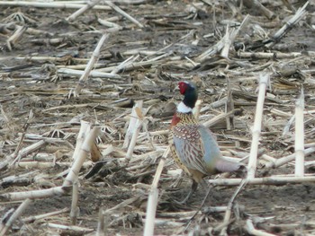 Common Pheasant 勇払原野 Sun, 3/14/2021