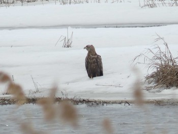 Sun, 3/14/2021 Birding report at 長都沼(千歳市)