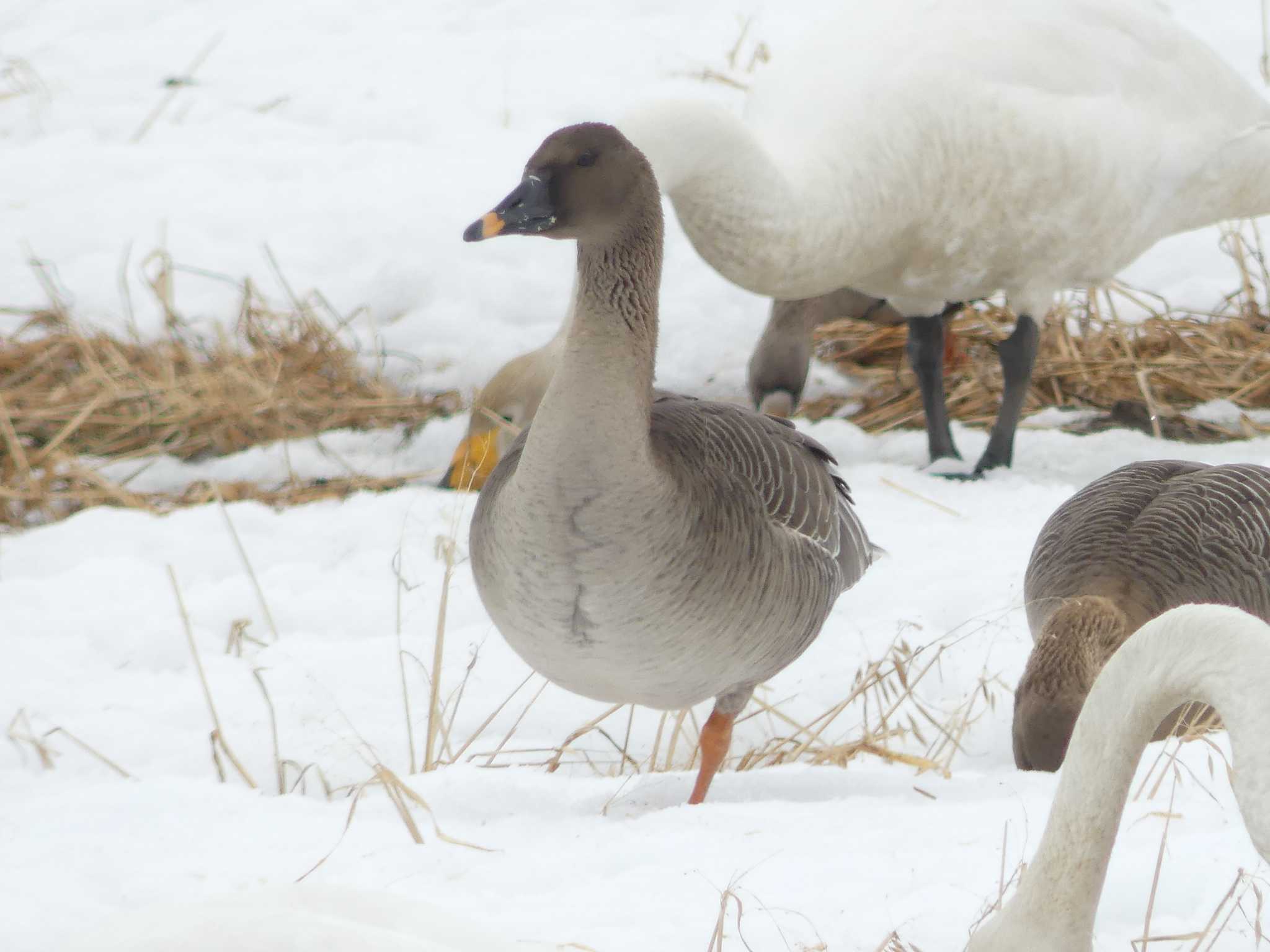 Taiga Bean Goose