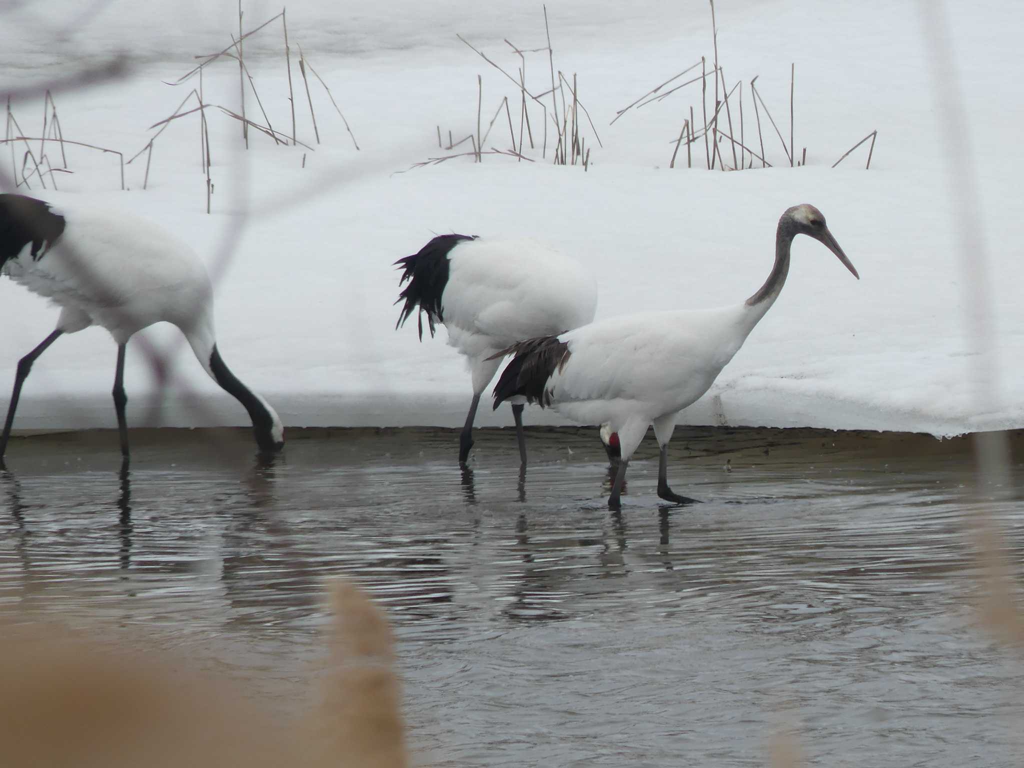 Red-crowned Crane