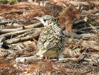 2021年3月14日(日) 奈良公園の野鳥観察記録