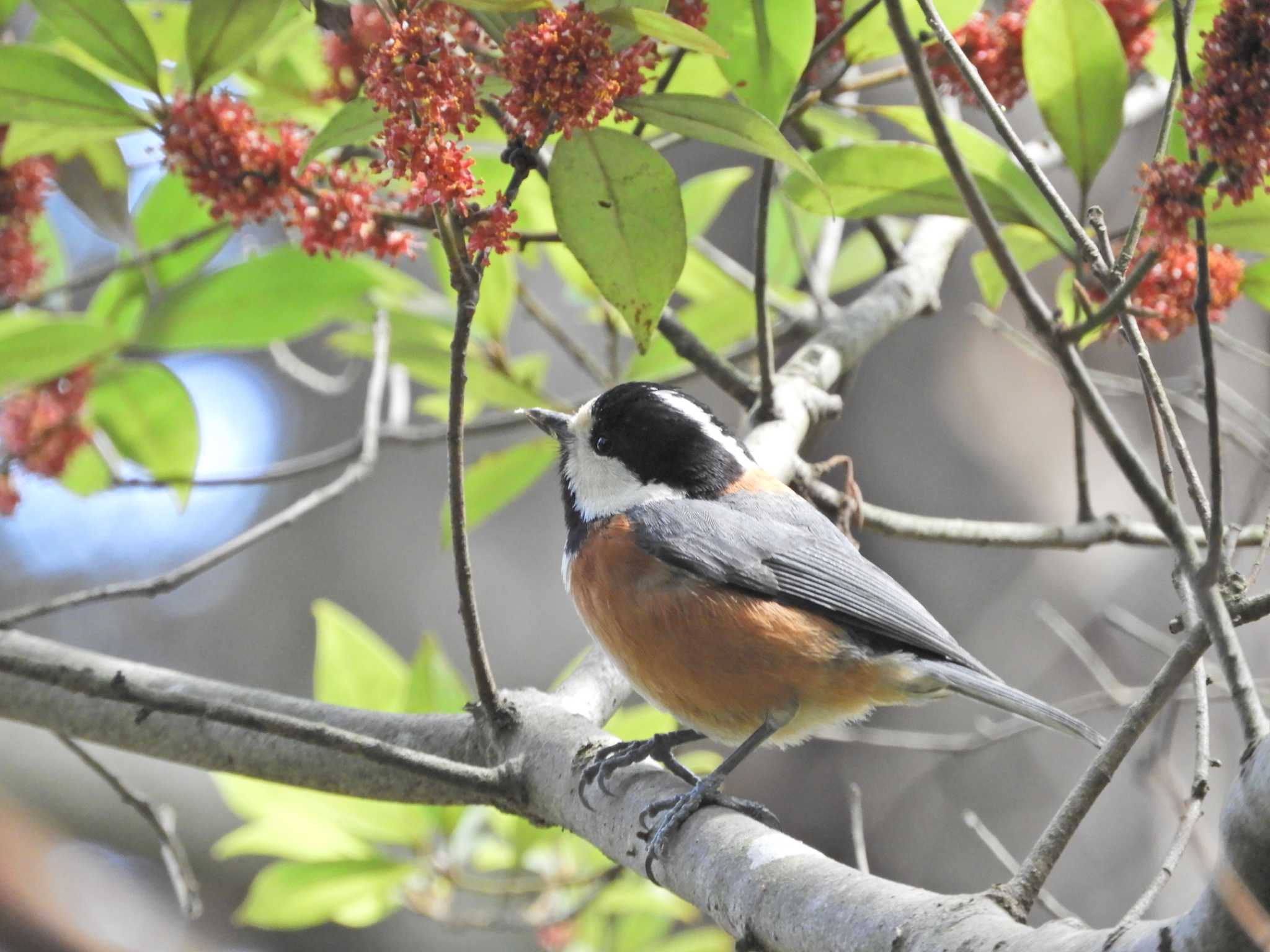 Varied Tit