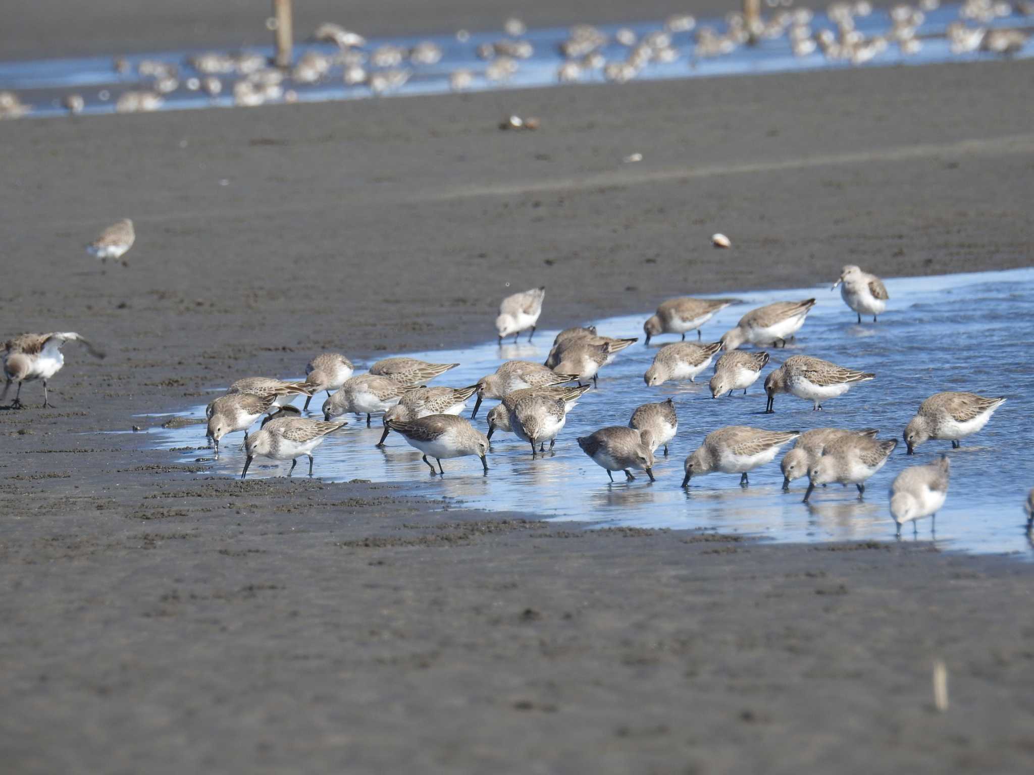 ふなばし三番瀬海浜公園 ハマシギの写真 by Kozakuraband