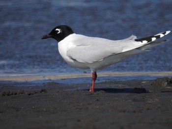 2021年3月14日(日) ふなばし三番瀬海浜公園の野鳥観察記録