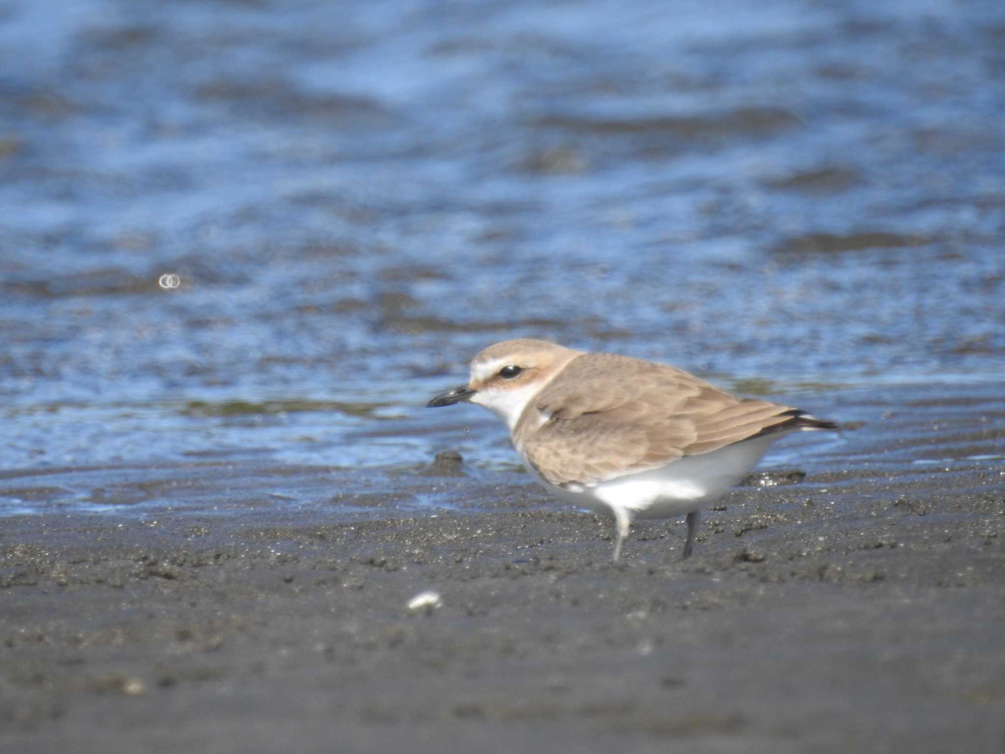 Photo of Kentish Plover at Sambanze Tideland by Kozakuraband