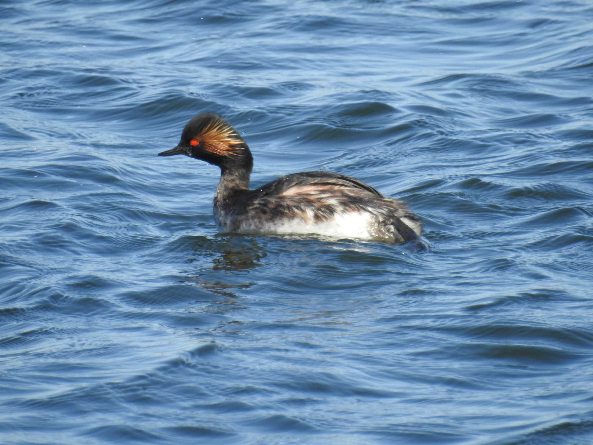 Black-necked Grebe