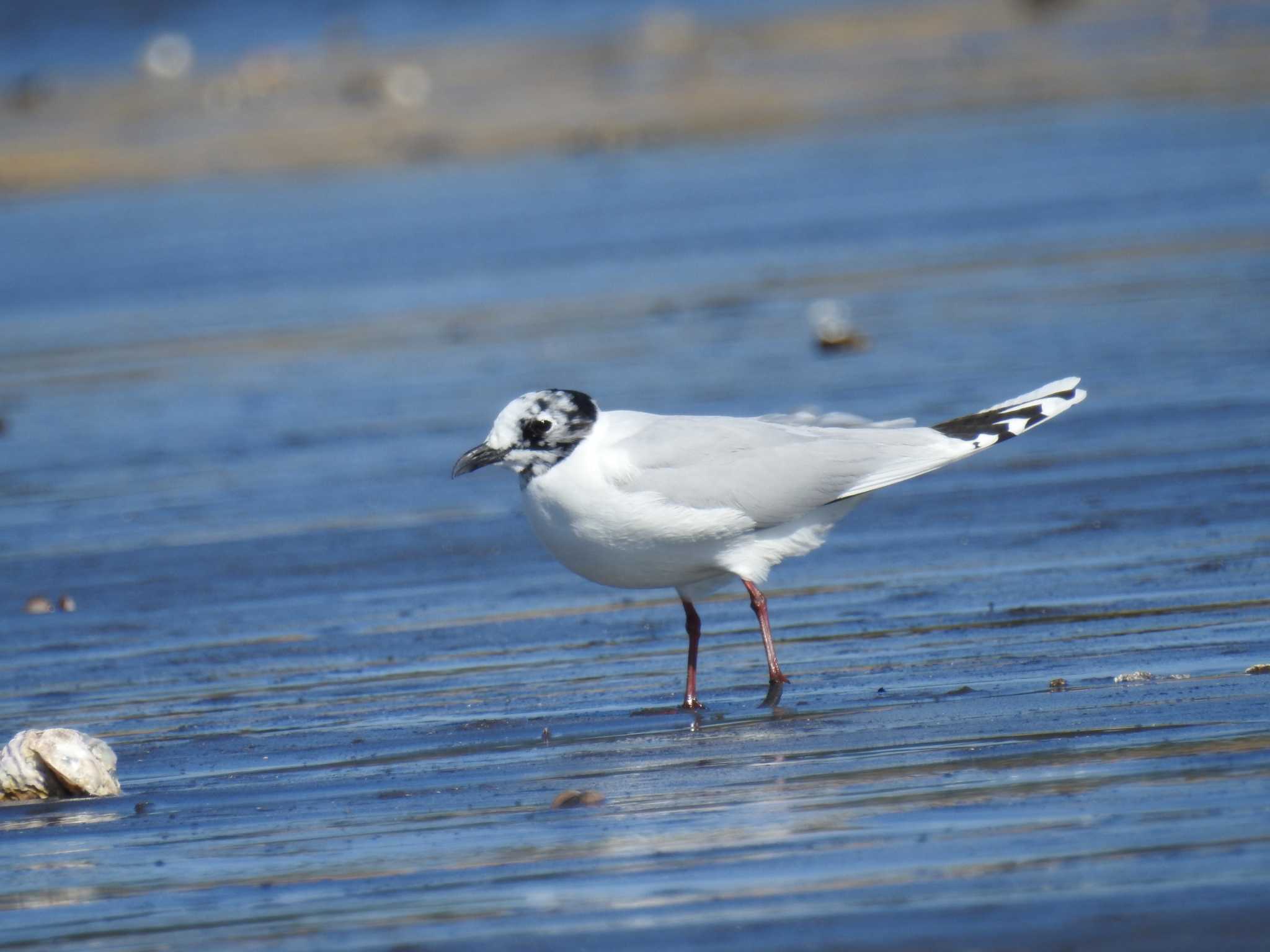 ふなばし三番瀬海浜公園 ズグロカモメの写真