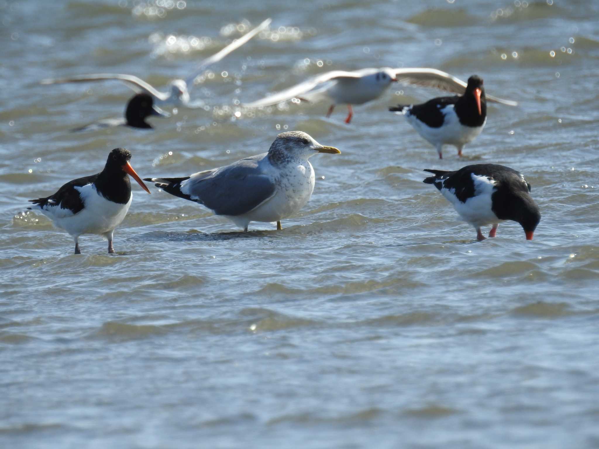 ふなばし三番瀬海浜公園 セグロカモメの写真 by Kozakuraband